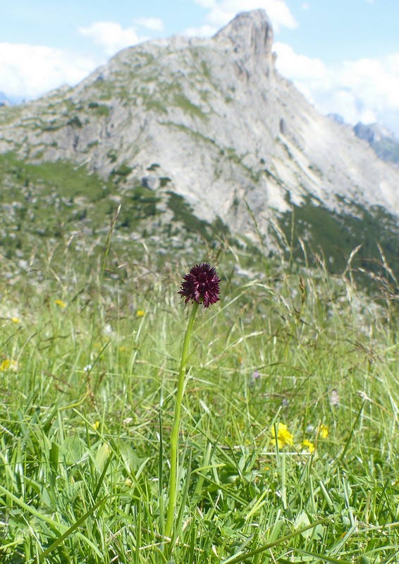 Una giornata a Valparola. Dactylorhiza, Nigritella e grandi montagne!